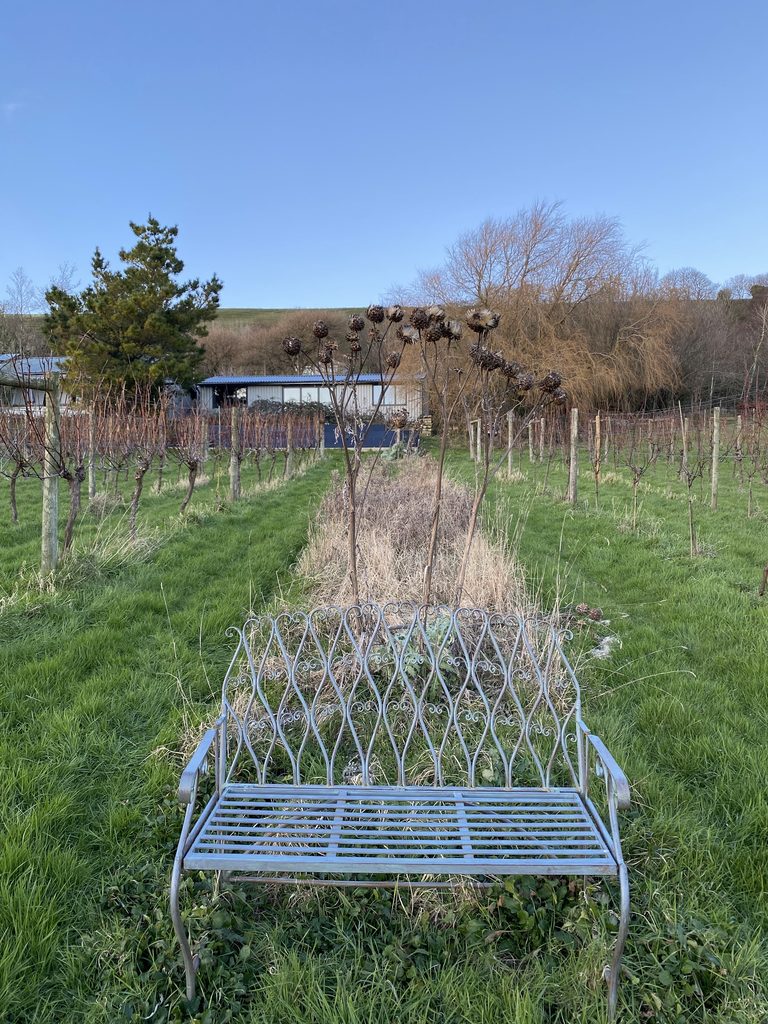 Metal garden bench between rows of bare winter vines at Little Waddon, with a low building behind