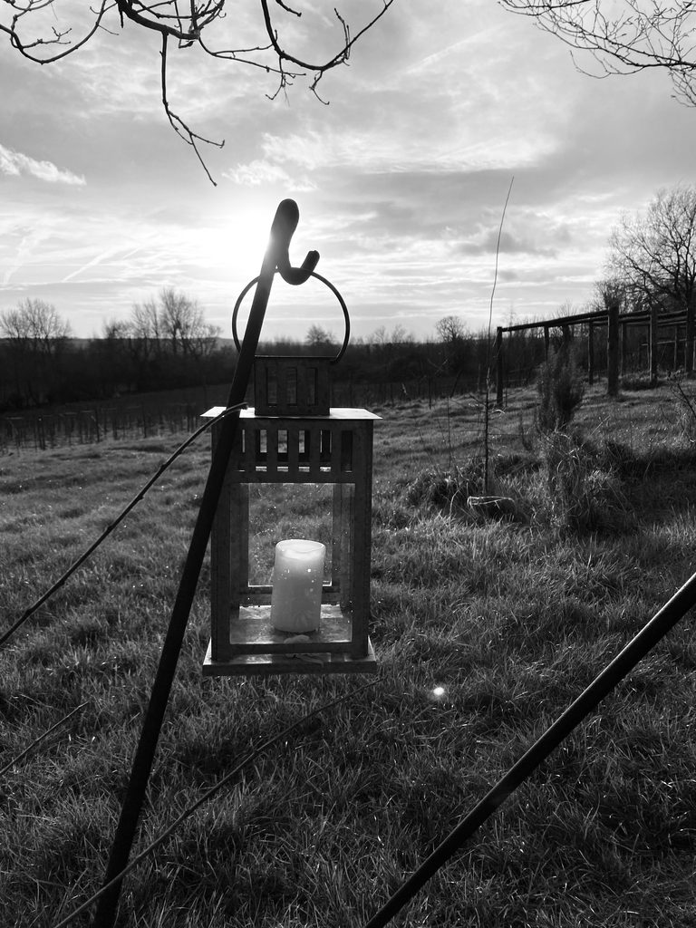 Black and white close-up of a candle lantern on the fire pit stand, with vine rows and a low sun behind